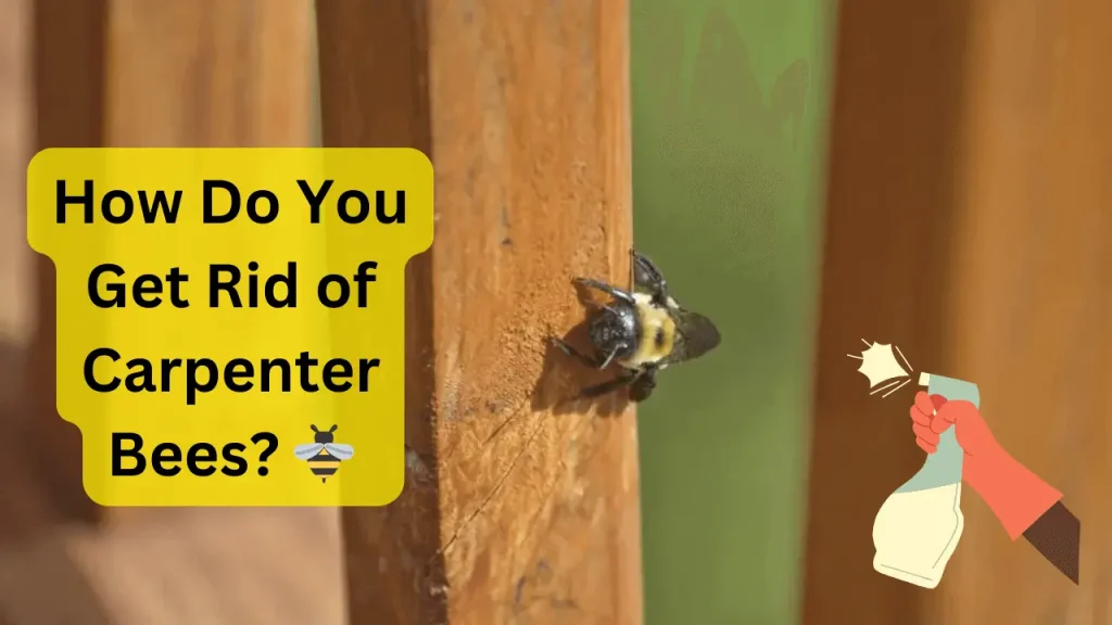 how-do-you-get-rid-of-carpenter-bees