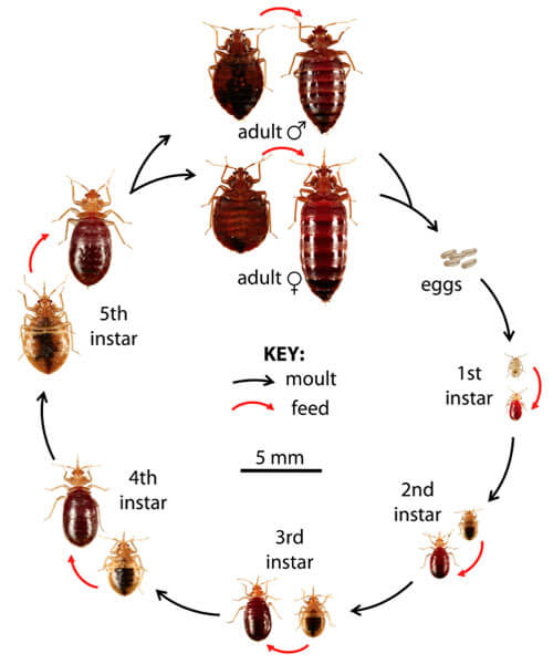 bed-bug-lyfe-cycle