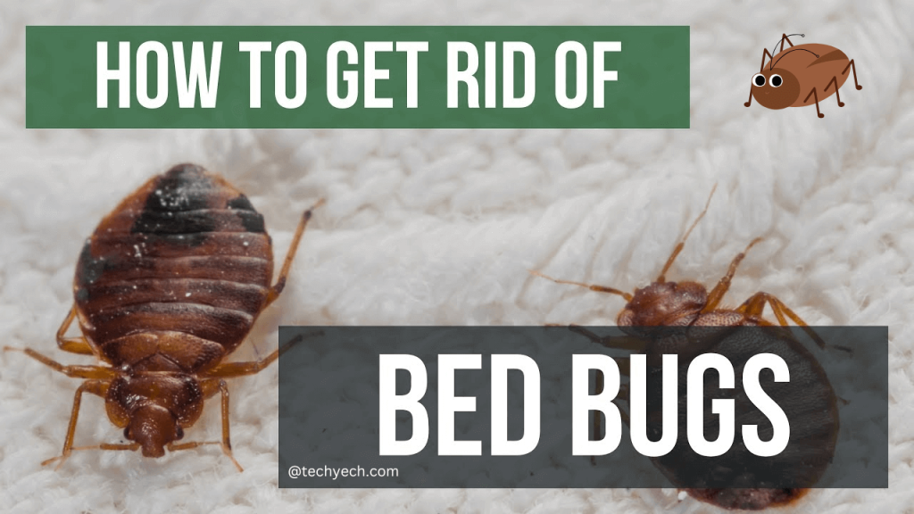 how-do-you-get-rid-of-bed-bugs